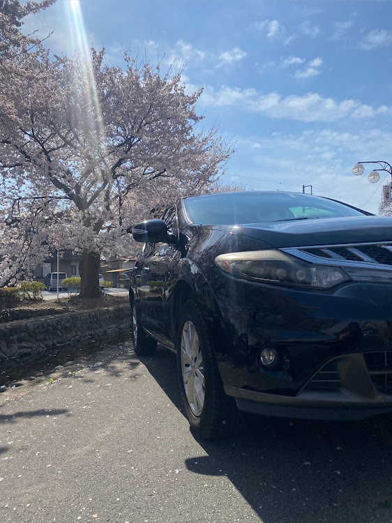 ムラーノの桜とコラボ🌸・桜・ドライブ・サクラと愛車に関するカスタム事例の投稿画像2枚目