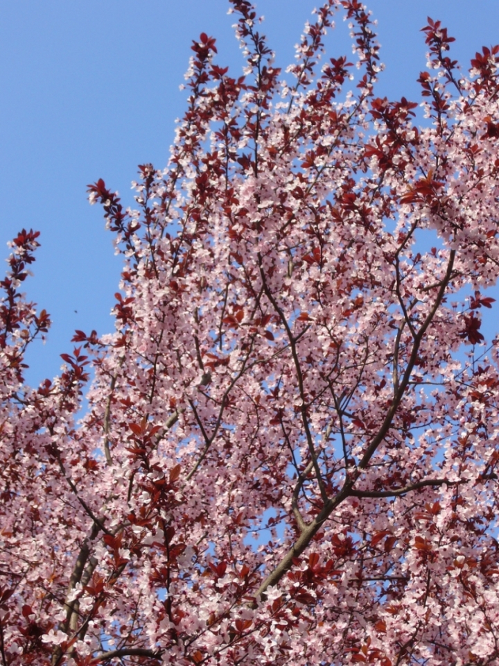 Prime fioriture di Zago