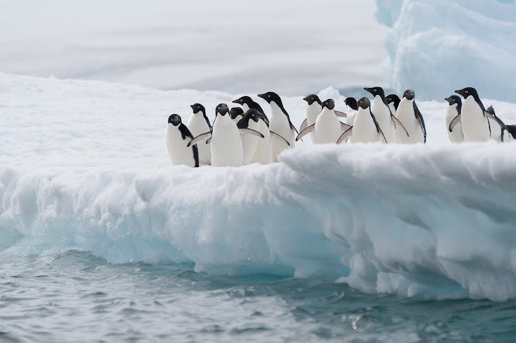 Bianca del Rio would love to perform for penguins in Antarctica - because who doesn't love a black-tie affair?