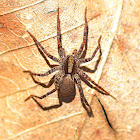 Wolf Spider