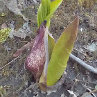 Skunk Cabbage