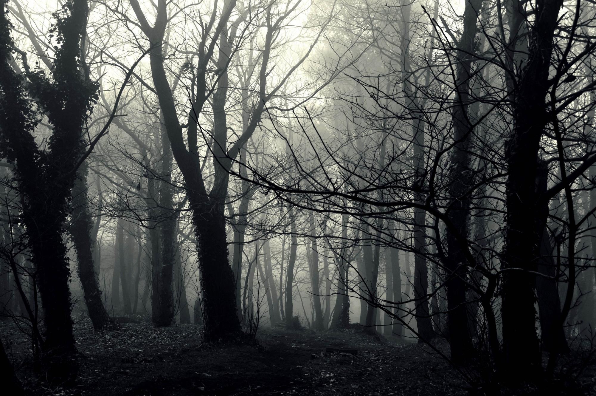 Misty forest di Federica Massa