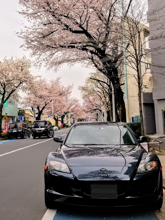 RX-8の桜と愛車・桜・ドライブ・保育園に関するカスタム事例の投稿画像1枚目