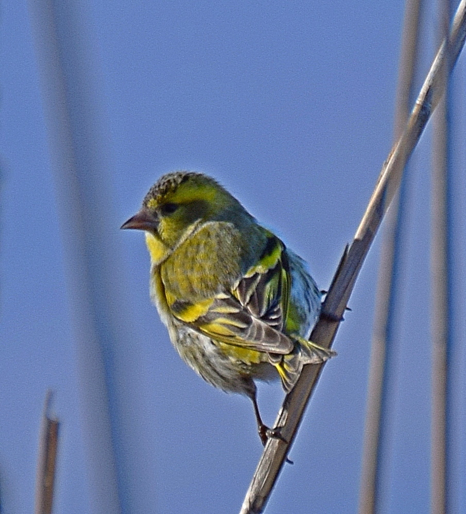 Siskin