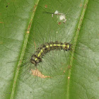 Caterpillar