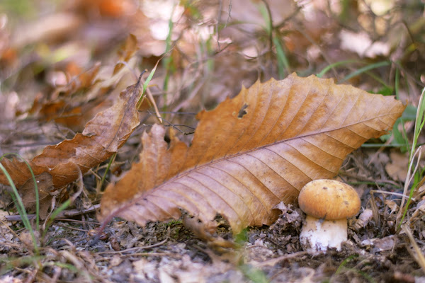 Autunno di ladonofrio_