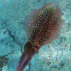 Caribbean Reef Squid