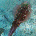 Caribbean Reef Squid