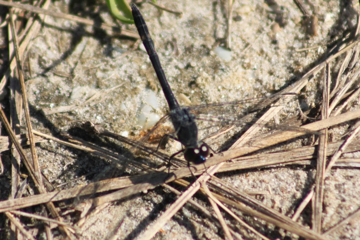 Seaside Dragonlet Dragonfly