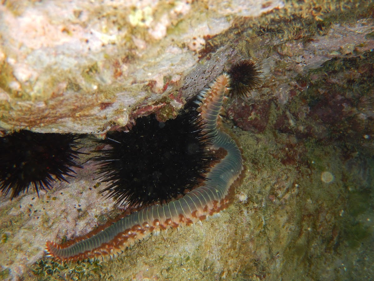 Bearded Fireworm