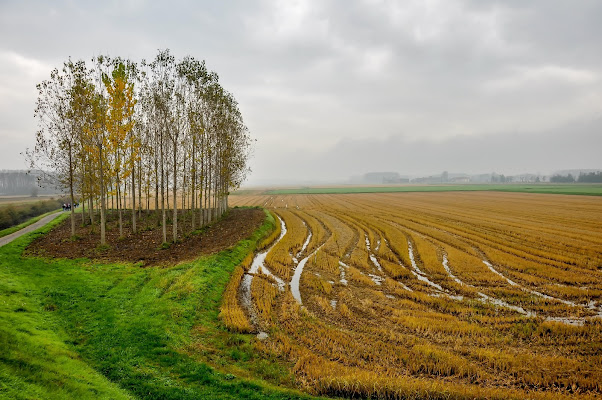 Le rughe della terra di Concetta Caracciolo