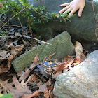 Eastern Box turtle