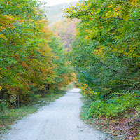 Autumn trails di 