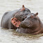 Common Hippopotamus