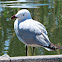 Audouin's gull. Gaviota de Audouin