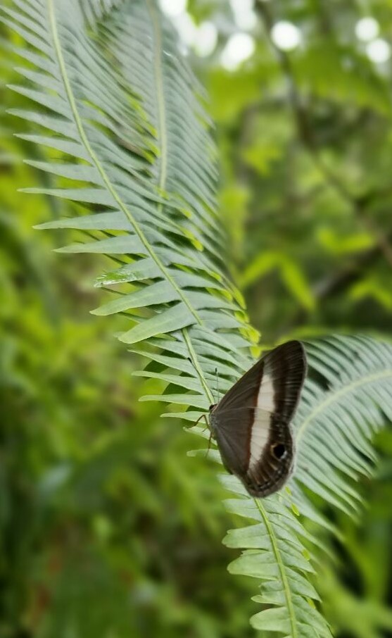 Mariposa