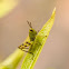 Grasshopper Nymph