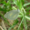 Barred Sulphur