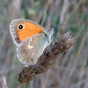 Small Heath