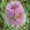 Wild teasel