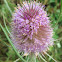 Wild teasel