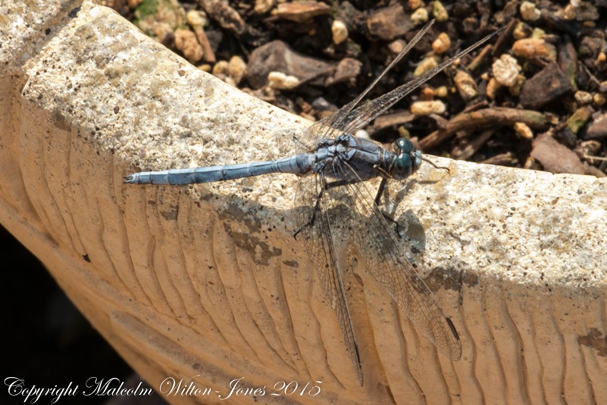 Epaulet Skimmer