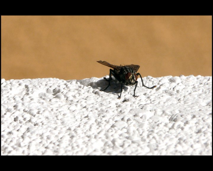 La mosca sul terrazzo di MissBJ