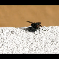 La mosca sul terrazzo di 