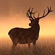 Deer Wallpapers Deer New Tab HD