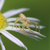 Running Crab Spider