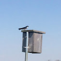 Tree Swallow