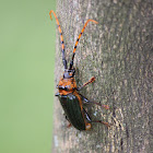 Longhorn Beetle