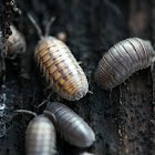 Pill Bugs