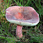 Purple-bloom Russula