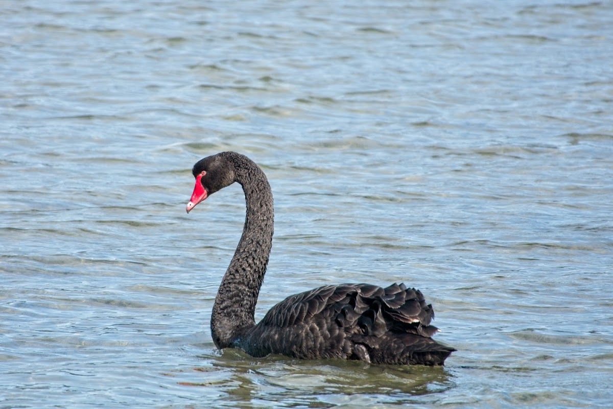 Black Swan