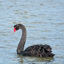 Black Swan