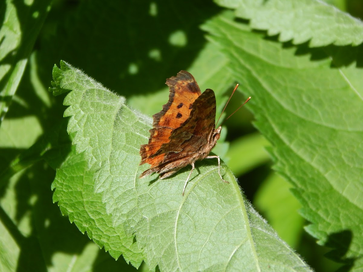 Eastern Comma