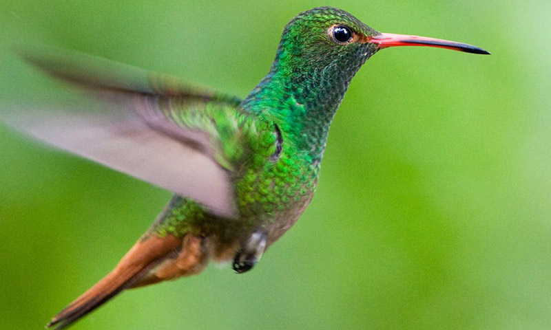 Rufous-tailed Hummingbird (Amazilia tzacatl)