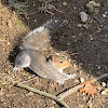 Eastern gray Squirrel