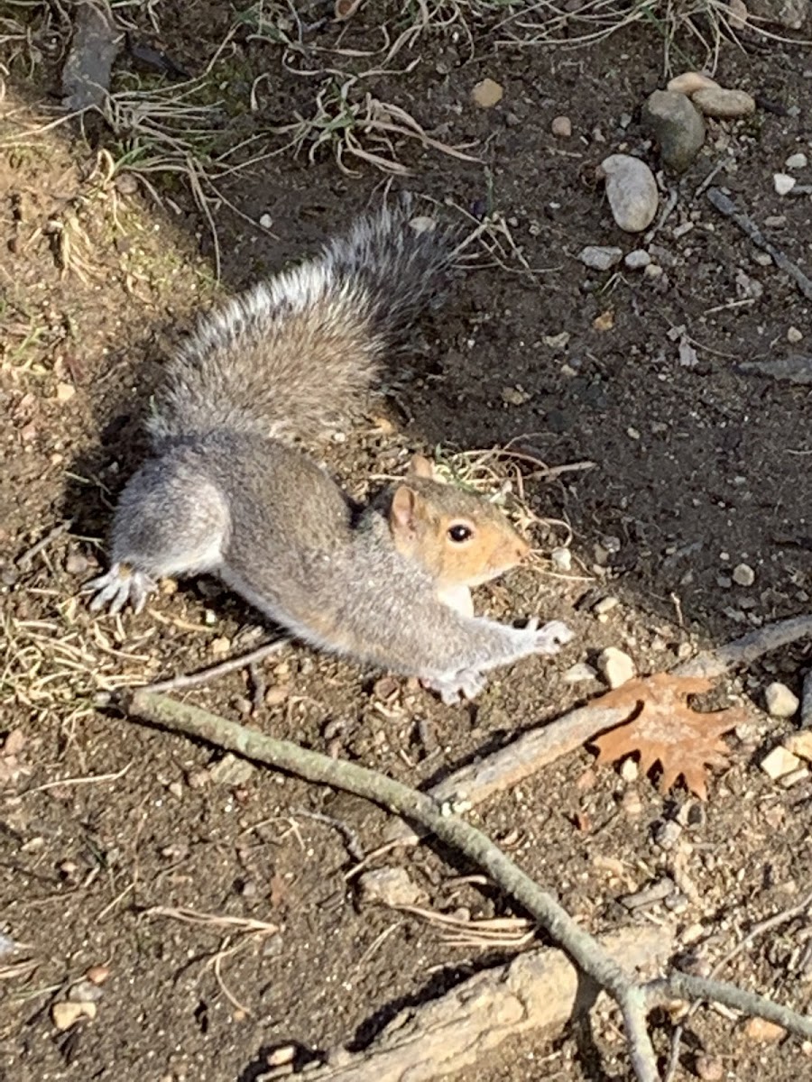 Eastern gray Squirrel