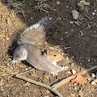 Eastern gray Squirrel