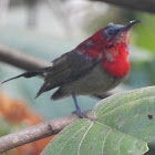 Crimson Sunbird, male