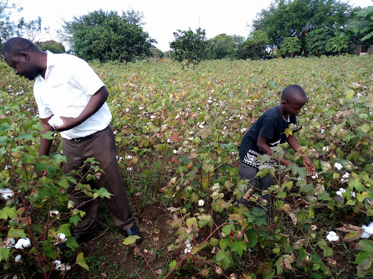 Kinondo cotton farmer Jackson Ndurya and his son on theirfarm in Msambweni.