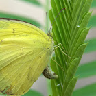 Common Grass Yellow