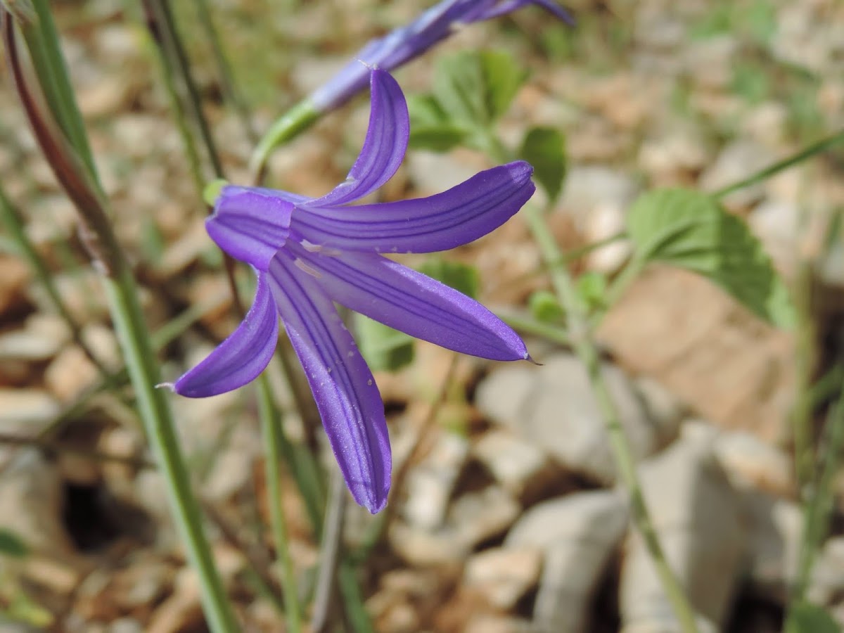 Siberian lily