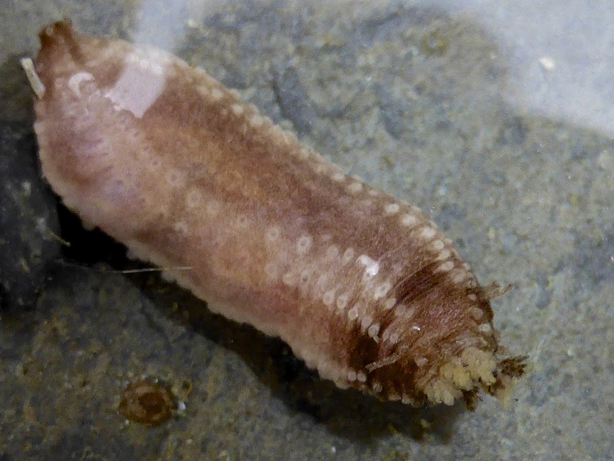 Sea Cucumber