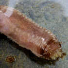 Sea Cucumber