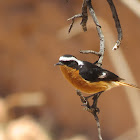 Moussier's Redstart