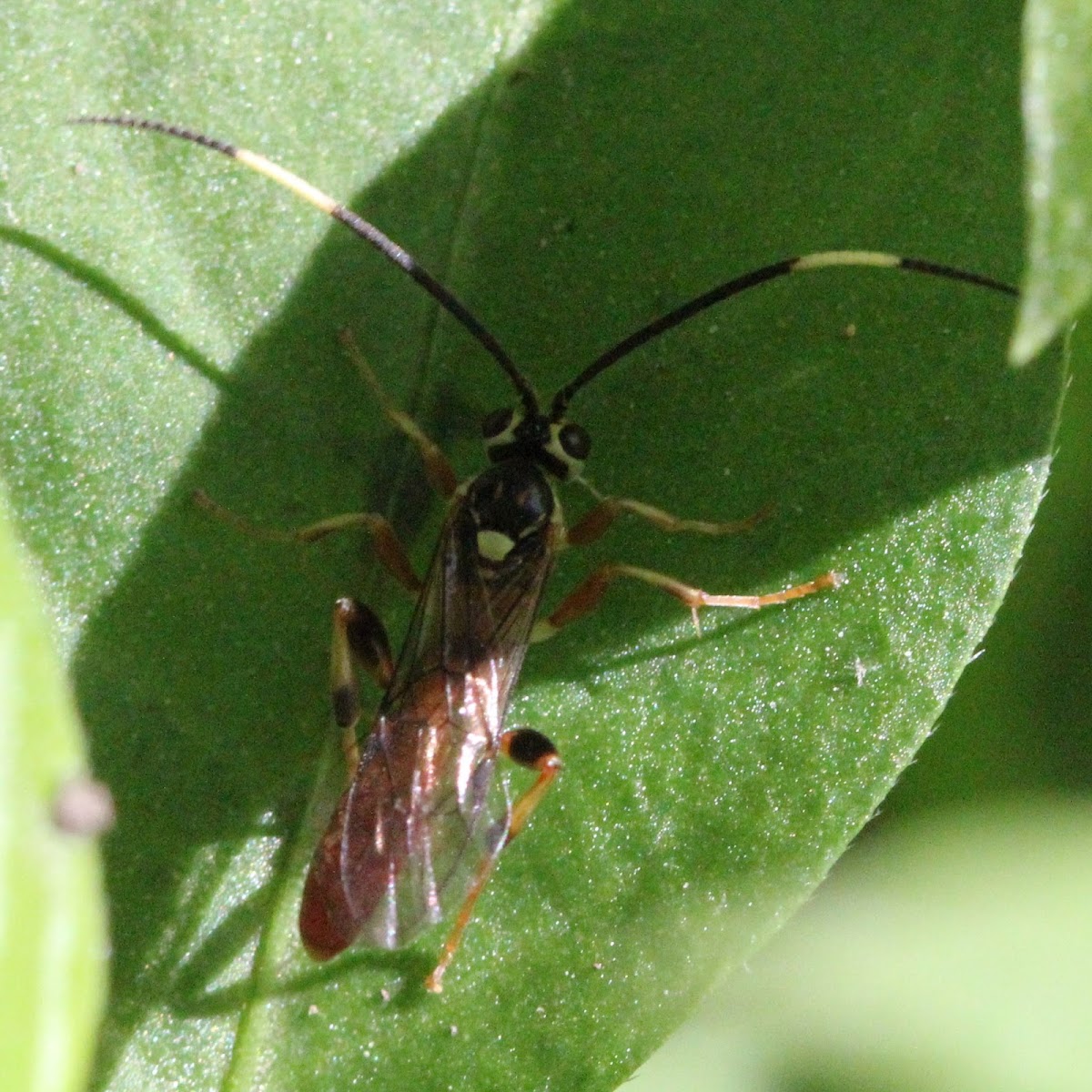 ichneumon wasp