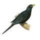 Download Asian Koel Fly For PC Windows and Mac 1.0